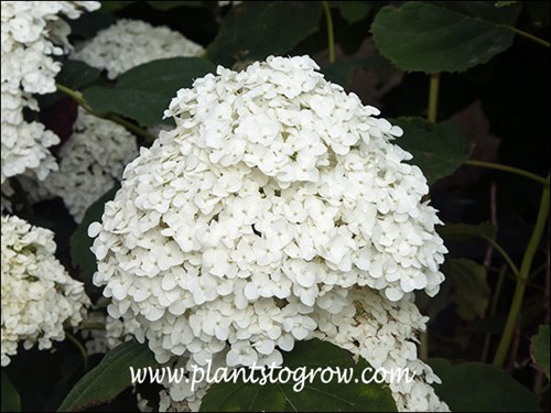 Very large, white globular inflorescence.